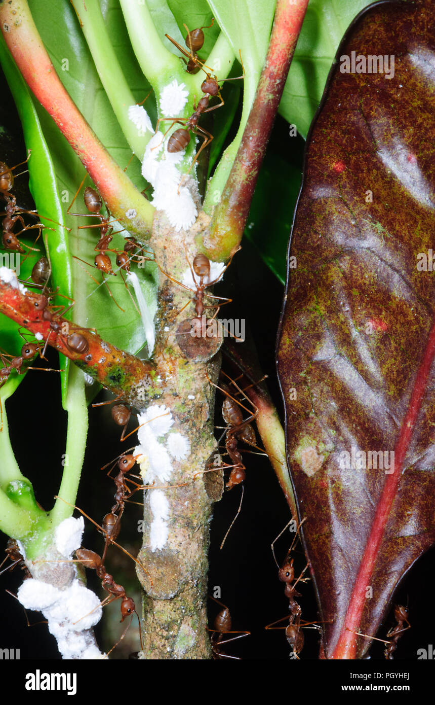 Ants farming mealybugs, Sepilok, Sandakan District, Borneo, Sabah, Malaysia Stock Photo