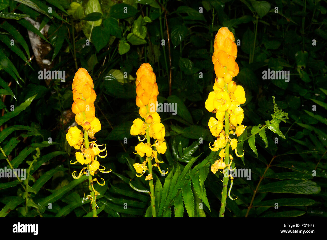 Seven Golden Candlestick (Cassia Alata), Tabin, near Lahad Datu, Borneo