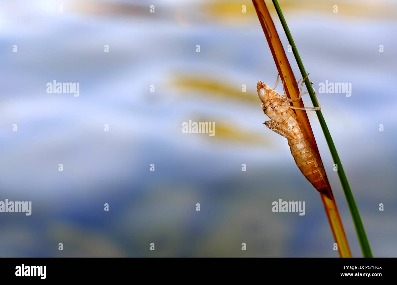 Insect Nymph Casing Empty nymph skin hi-res stock photography and images - Alamy
