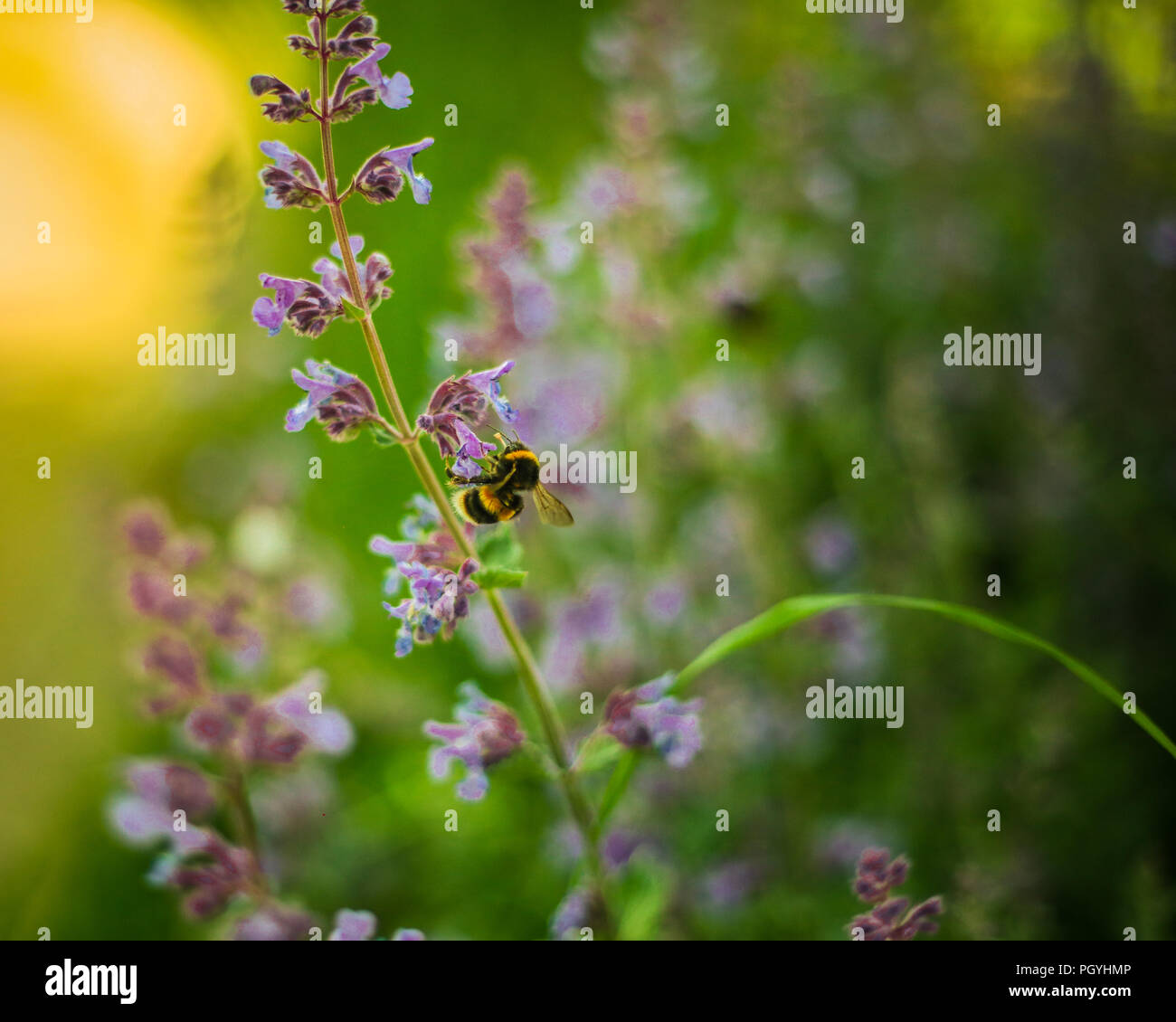 Pollination Stock Photo