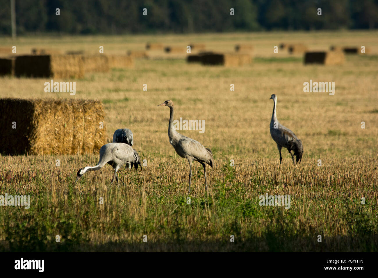 Common Cranes feeding in a field near Günz near the coast of Baltic Sea in Mecklenburg- Western Pomerania in Germany. Stock Photo