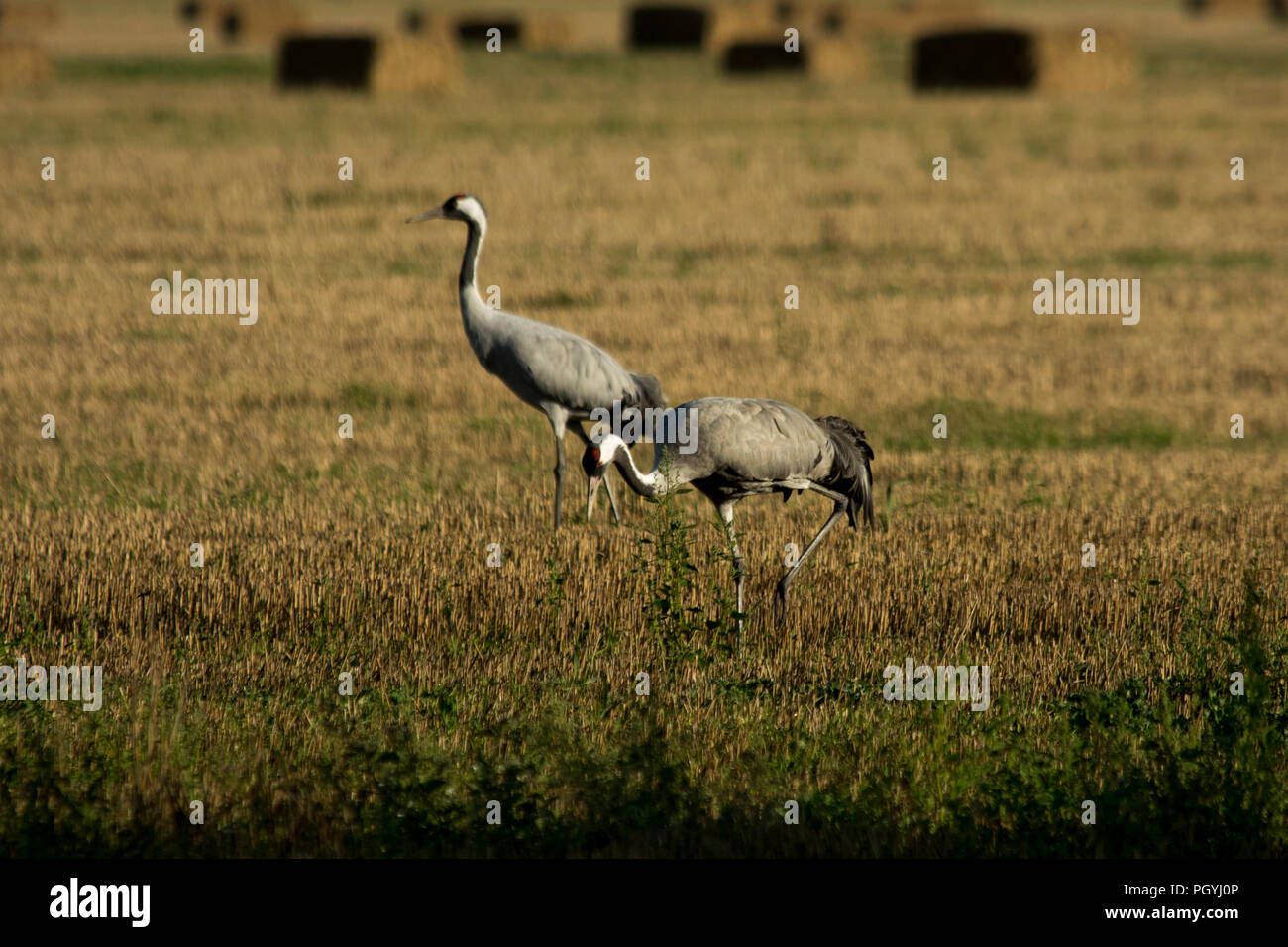Common Cranes feeding in a field near Günz near the coast of Baltic Sea in Mecklenburg- Western Pomerania in Germany. Stock Photo