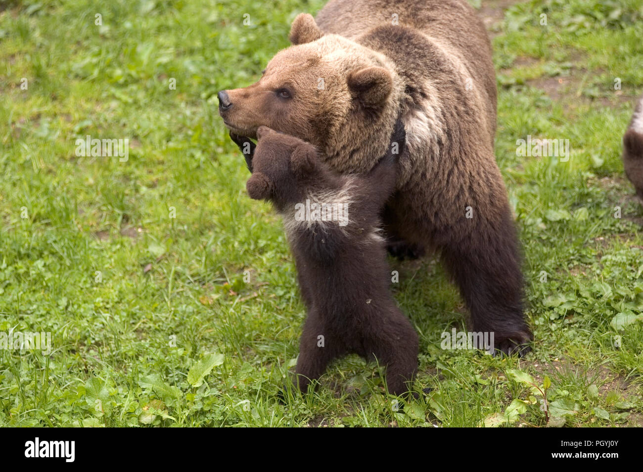 European Brown Bear (Ursus arctos) - Mother and cub Ours brun Stock ...