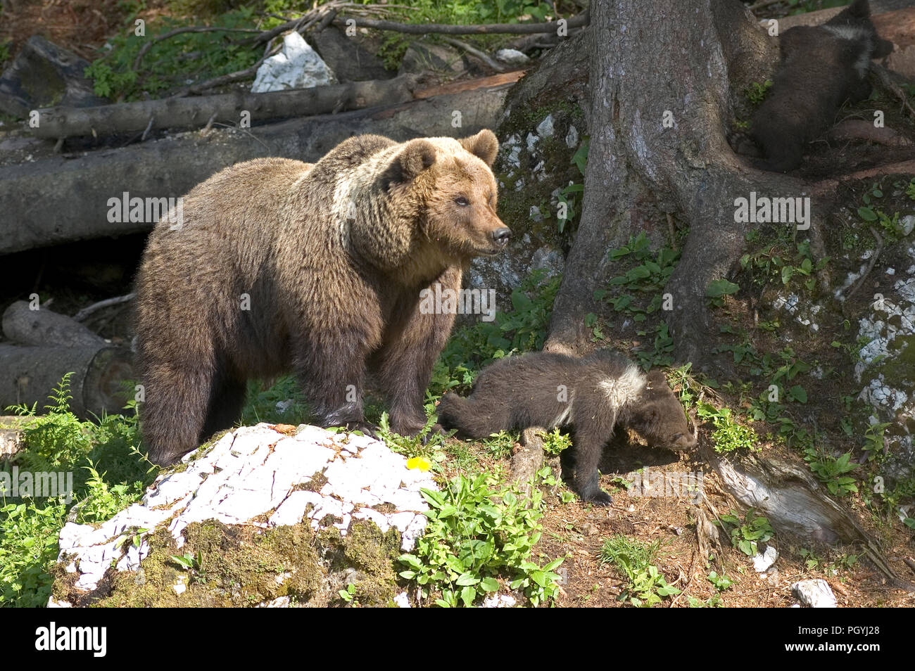 European Brown Bear (Ursus arctos) - Mother and cub Ours brun Stock ...