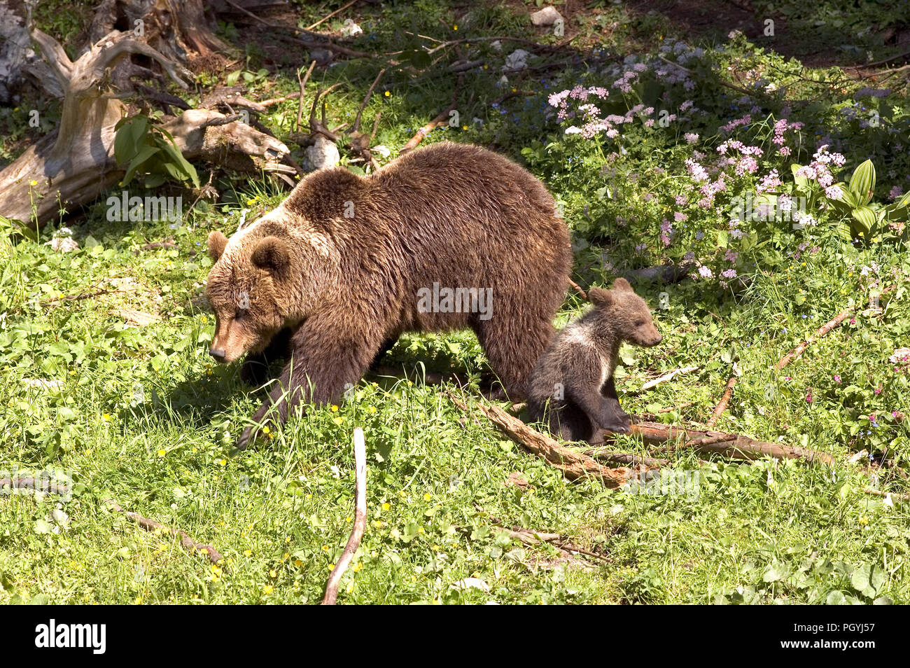 European Brown Bear (Ursus arctos) - Mother and cub Ours brun Stock ...