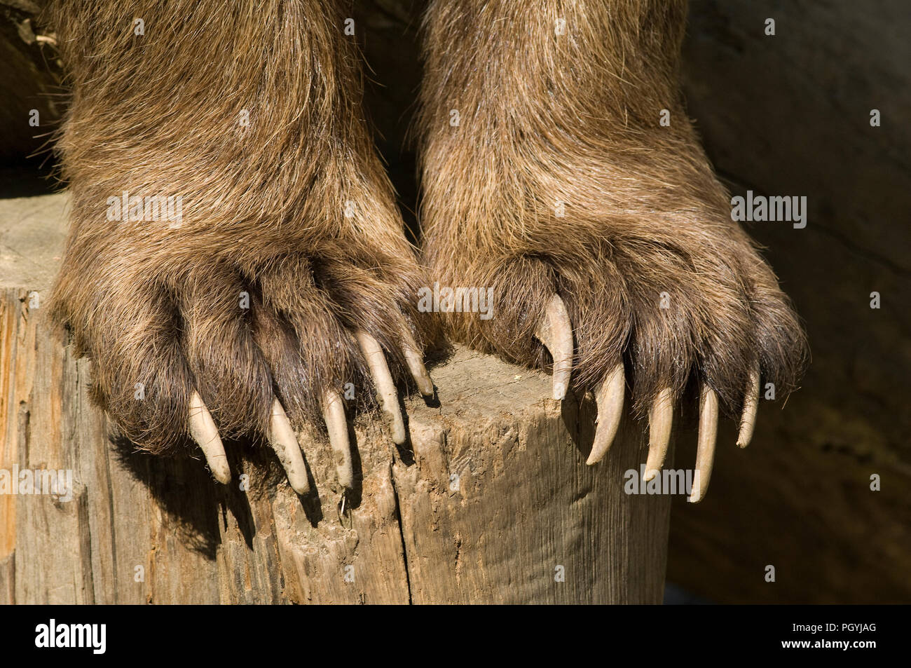 Brown Bear (Ursus arctos) - claws Ours brun - griffes Stock Photo