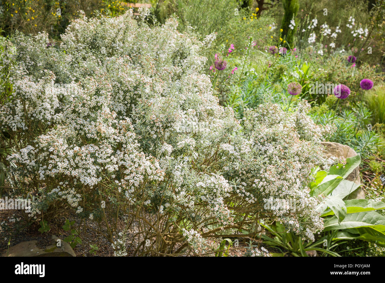 Flowering shrub Olearia phlogopappa in the Mediterranean garden in Rosemoor North Devon England UK Stock Photo