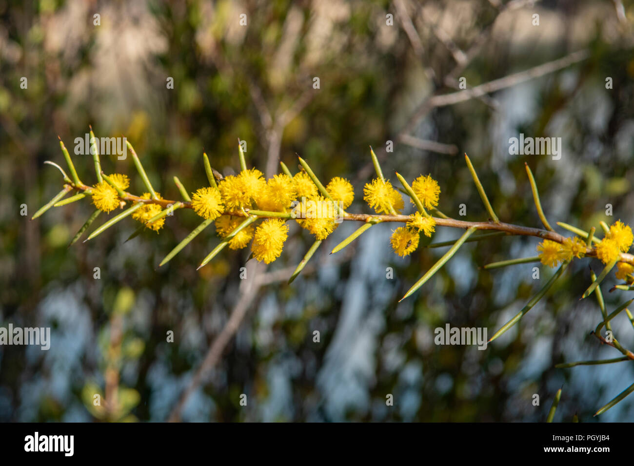 Acacia sulcata Stock Photo