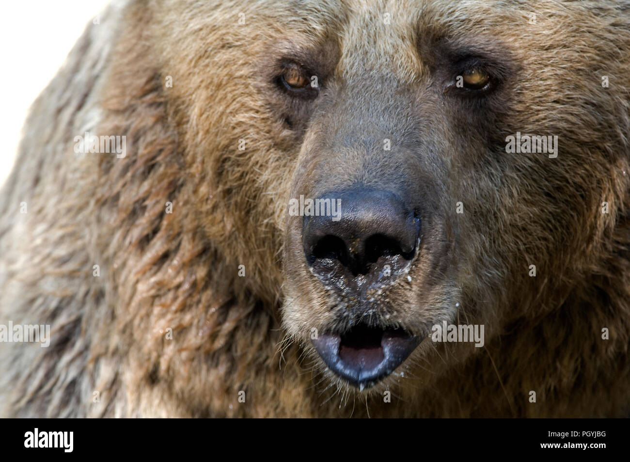 Brown bear nose hi-res stock photography and images - Alamy