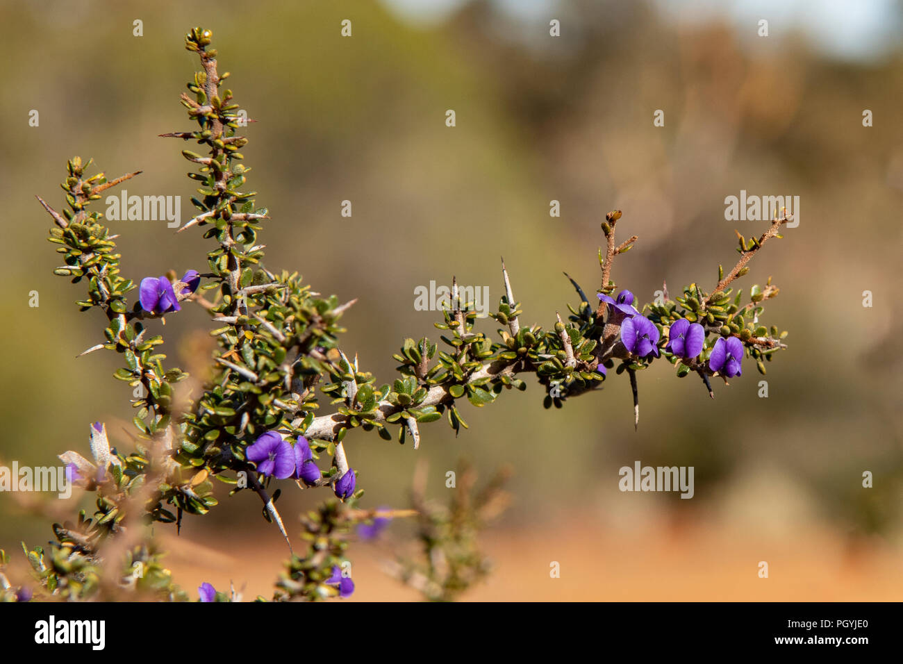 Hovea pungens, Devil's Pins Stock Photo