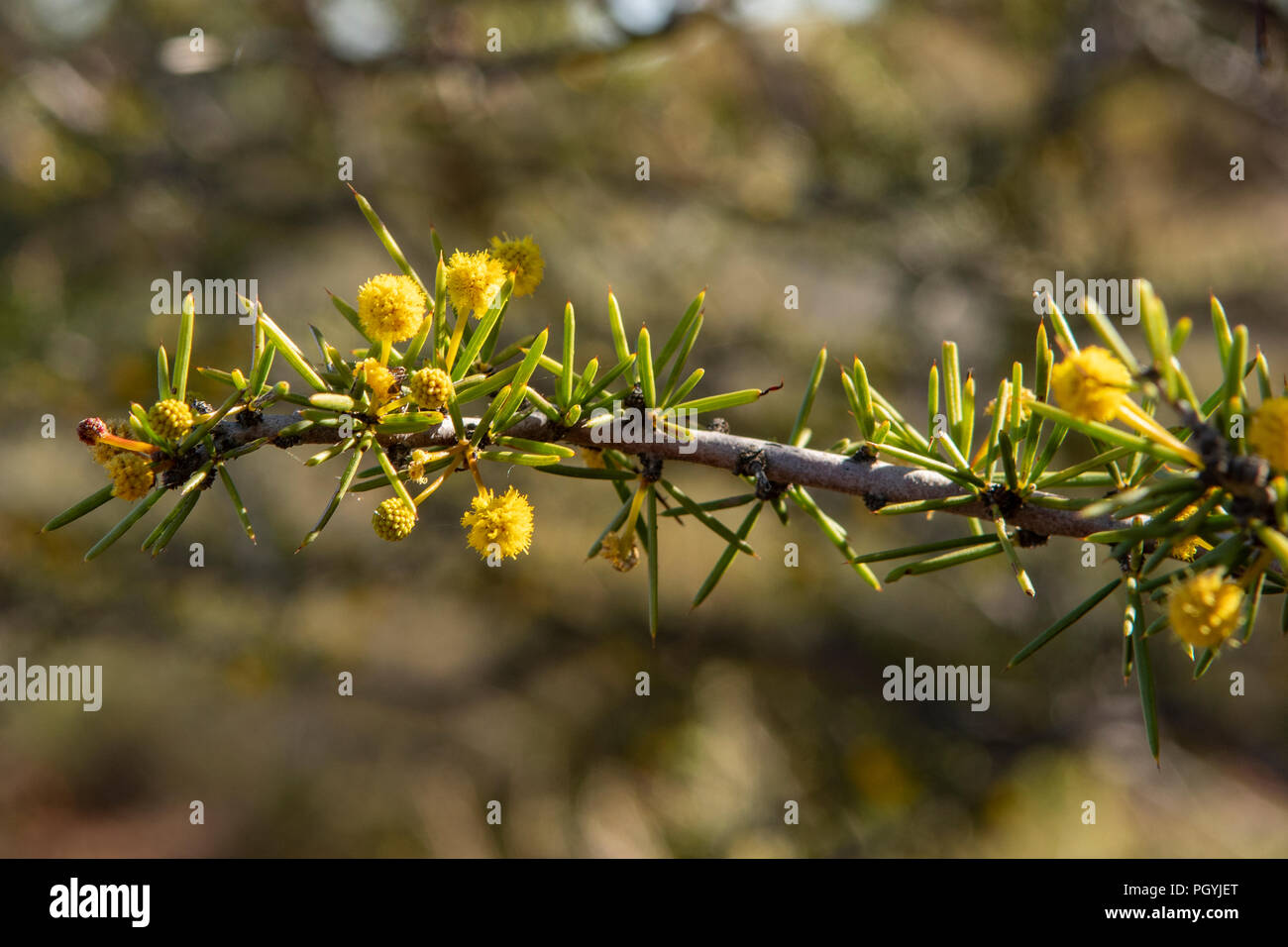 Acacia spondylophylla Stock Photo