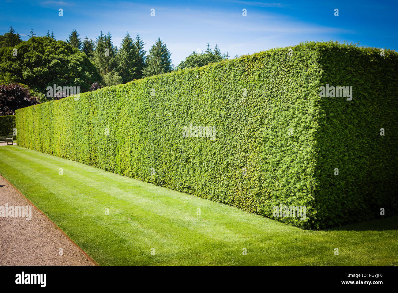 Neat trimmed garden hedge uk hires stock photography and images Alamy
