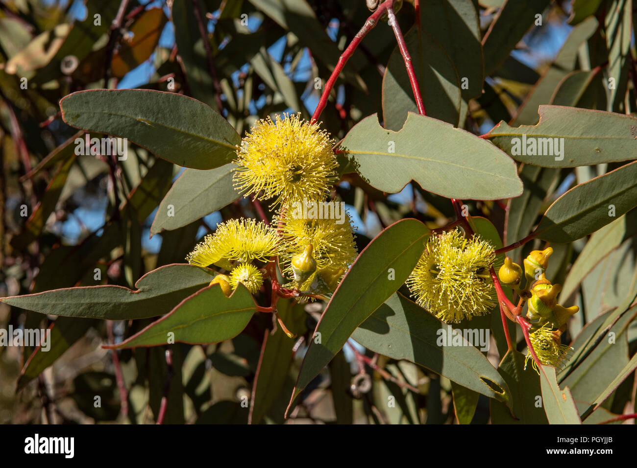 Eucalyptus woodwardii, Lemonflowered Gum Stock Photo Alamy