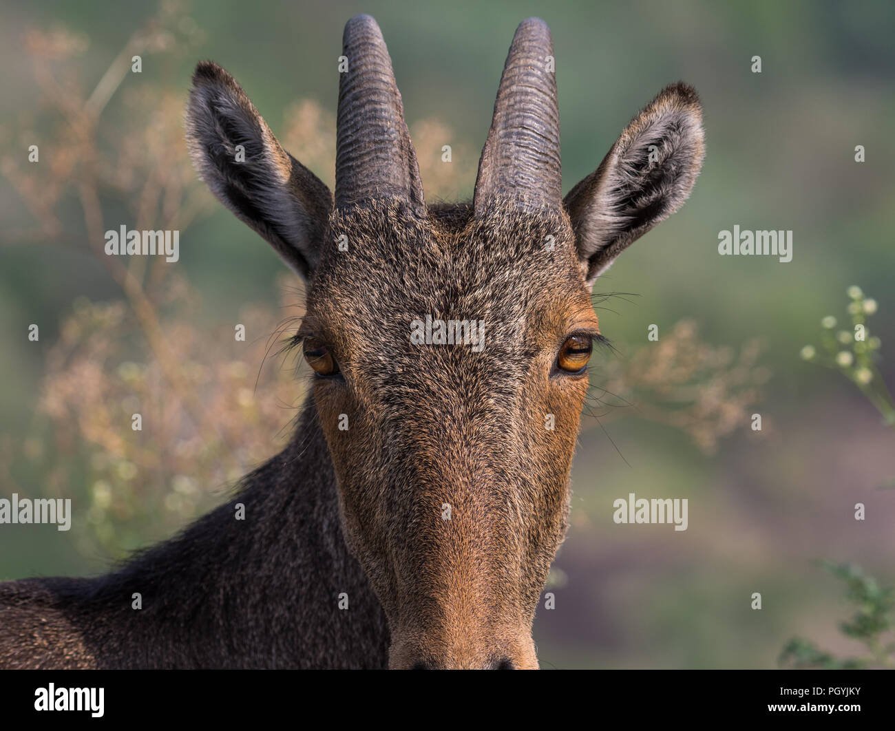 Portrait shot of a Nilgiri Tahr, an endangered animal endemic to the Western Ghats, India Stock Photo