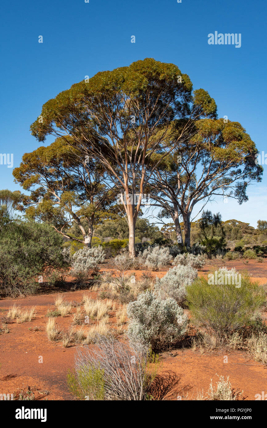 Kalgoorlie High Resolution Stock Photography and Images Alamy