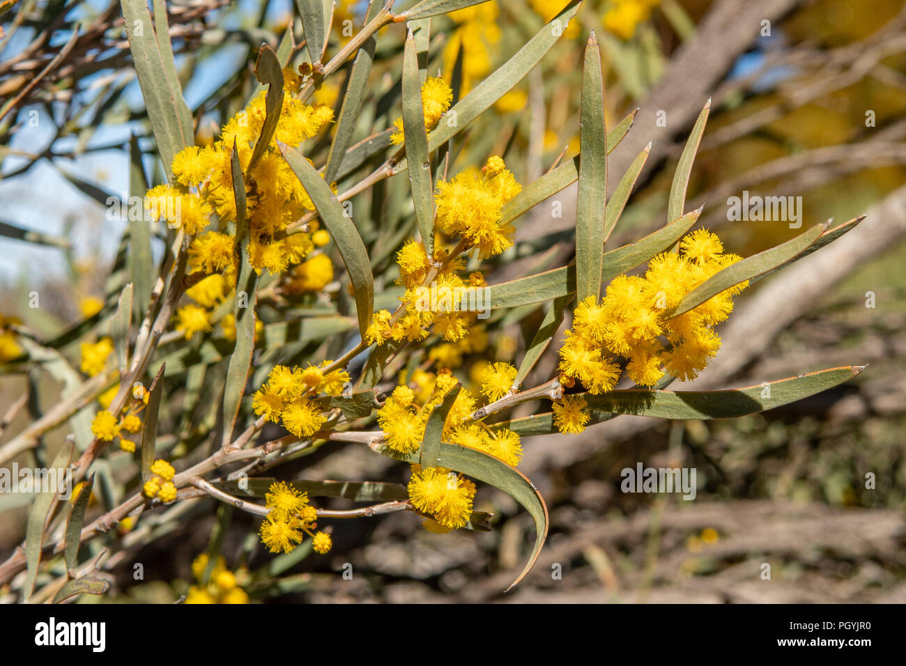 Acacia ligulata, Umbrella Bush Stock Photo