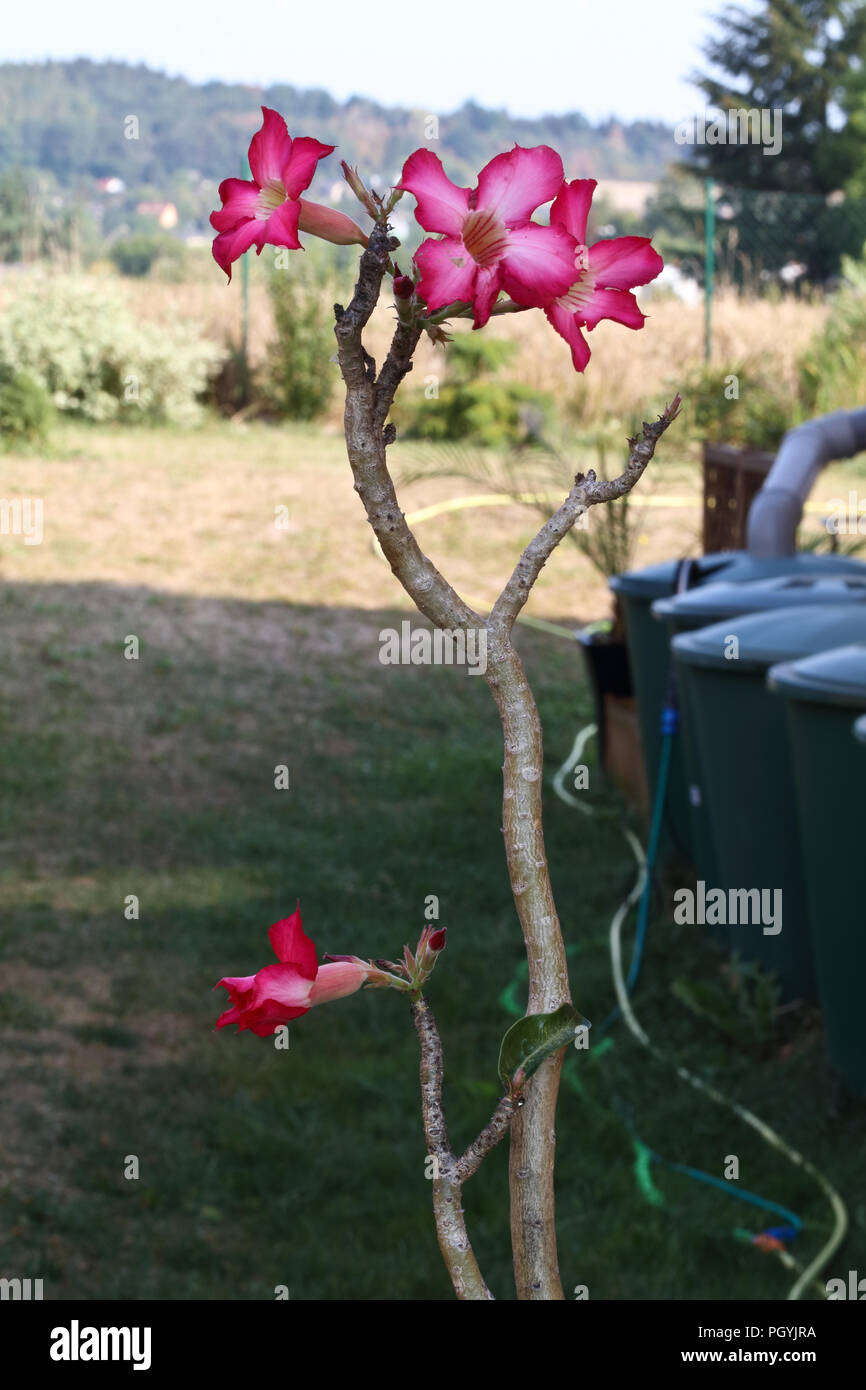 Beautiful Adenium Flowers High Resolution Stock Photography and Images ...