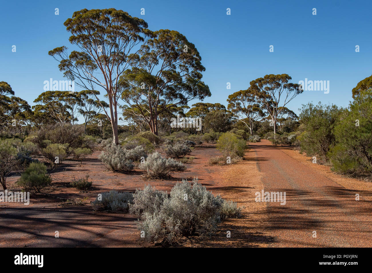 Karlkurla Bushland Park, Kalgoorlie, WA, Australia Stock Photo Alamy