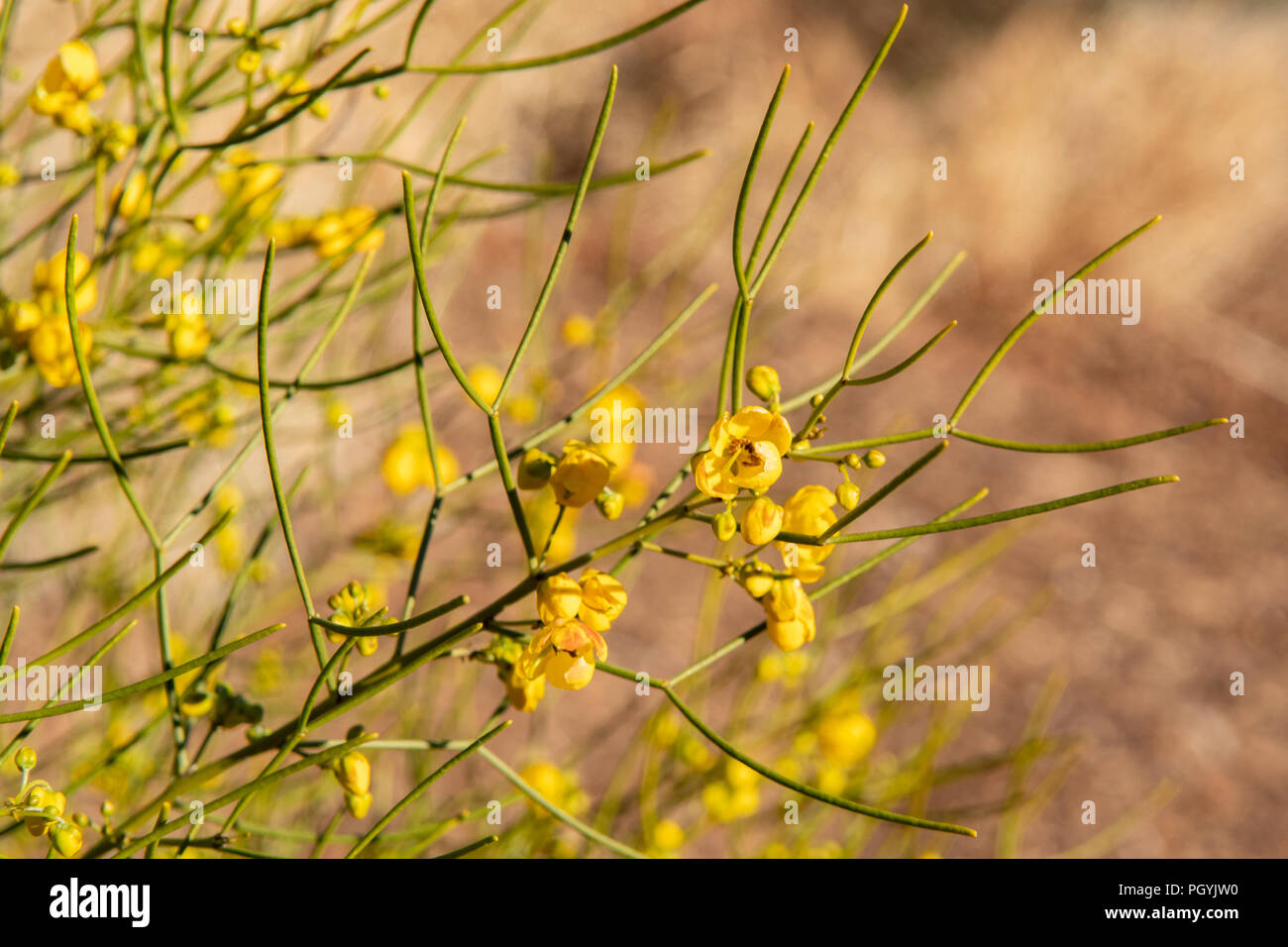 Senna artemisioides subsp filifolia, Desert Cassia Stock Photo
