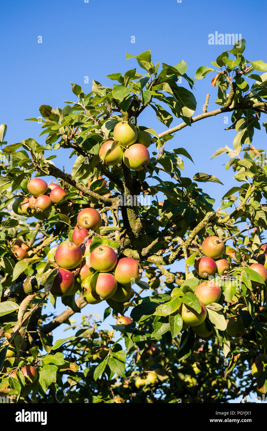 Old apple tree hires stock photography and images Alamy