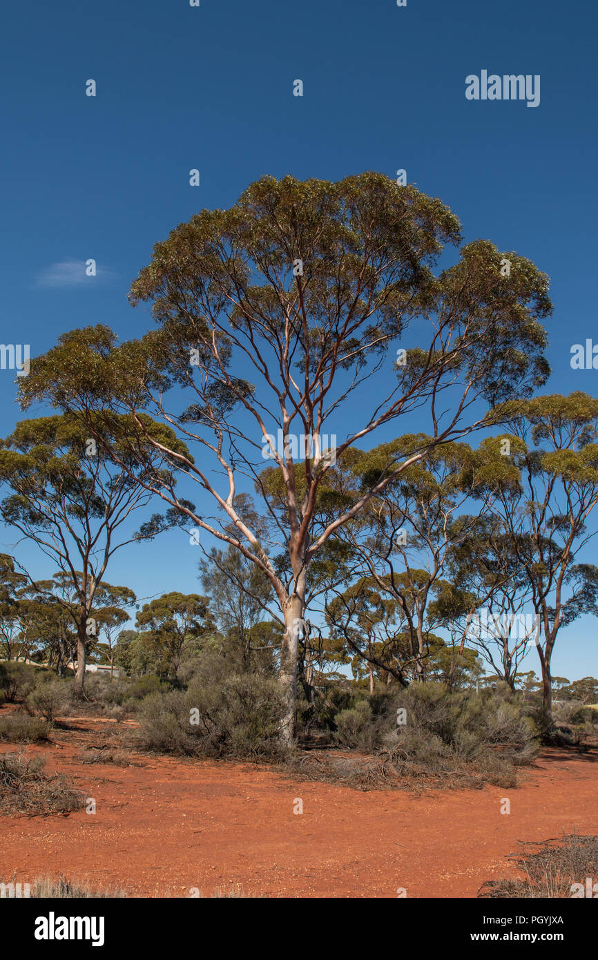 Salmon gum tree hires stock photography and images Alamy