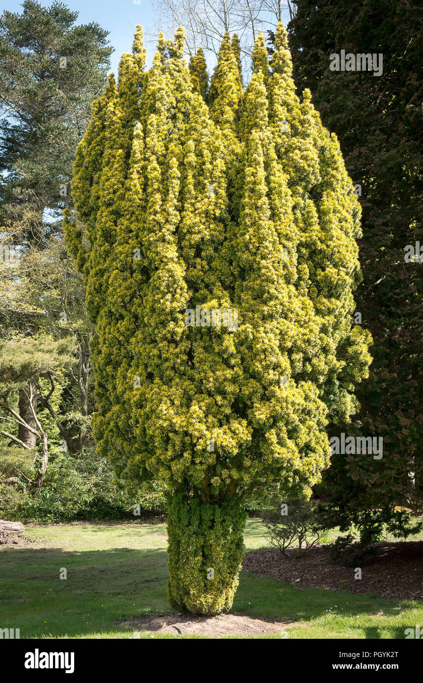 A shapely Taxus Baccata Standishii in an English arboretum in Hampshire England UK Stock Photo