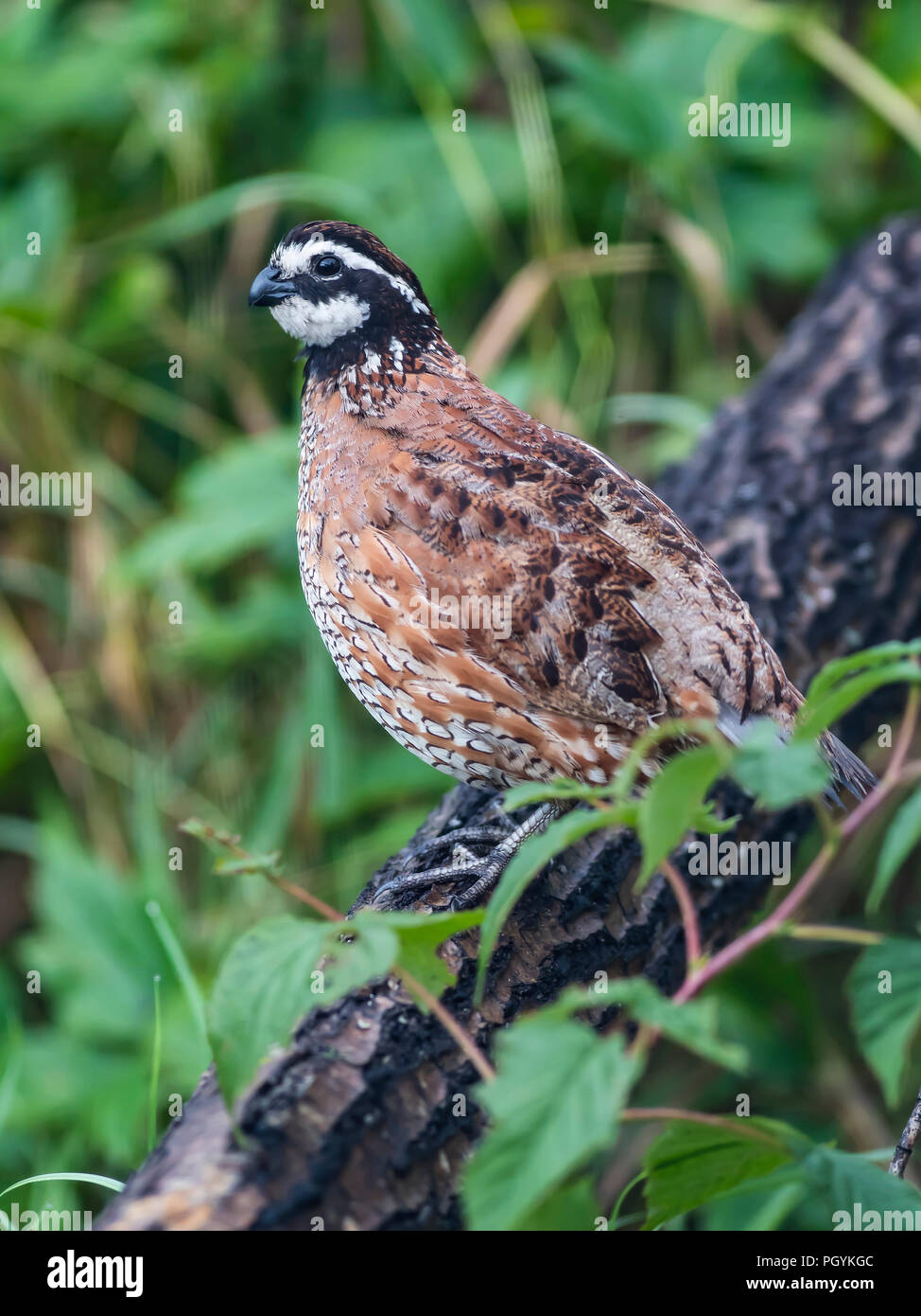 Bobwhite Quail Stock Photos & Bobwhite Quail Stock Images Alamy