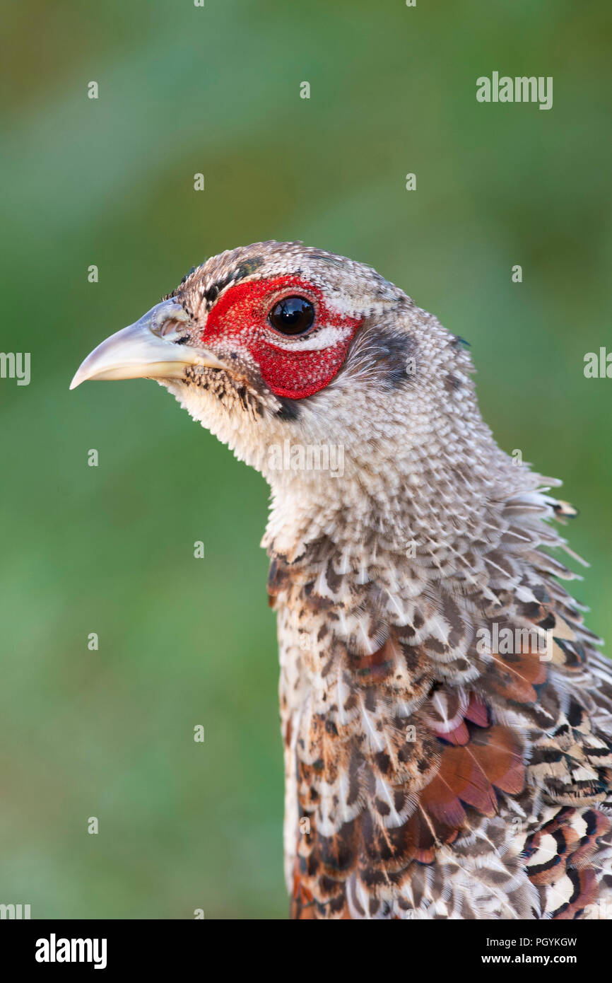 Young rooster hi-res stock photography and images - Alamy