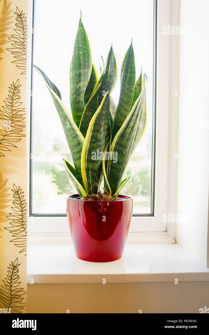 Sansevieria trifasciata Futura Superba purifying air in a bedroom window in UK Stock Photo