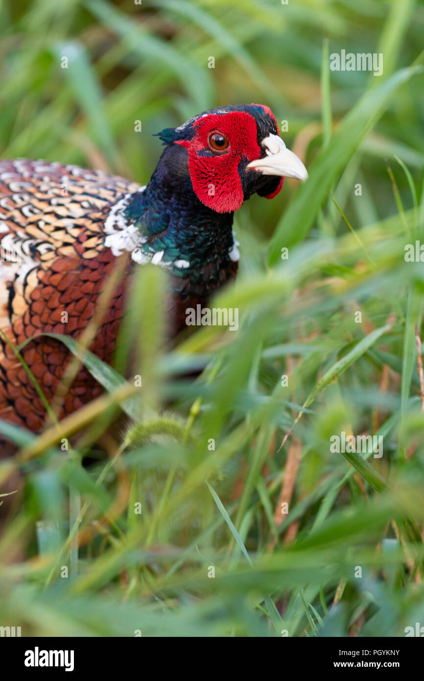 Chinese ring necked pheasant hi-res stock photography and images - Alamy