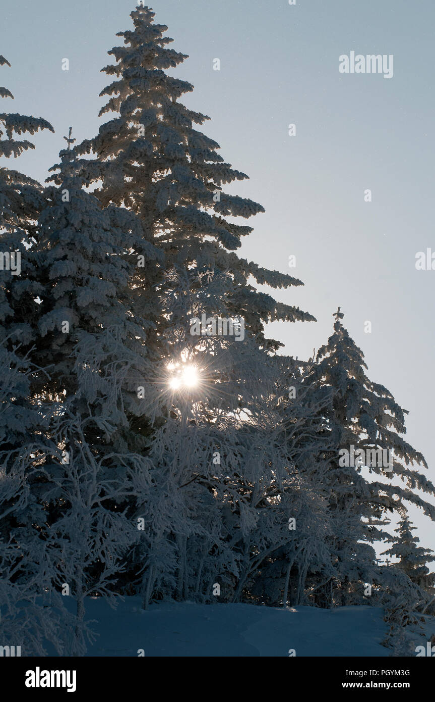 Trees and snow Stock Photo - Alamy