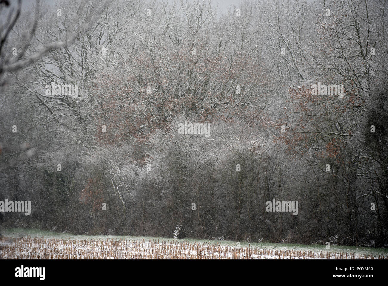 Winter landscape in snow trees hi-res stock photography and images - Alamy