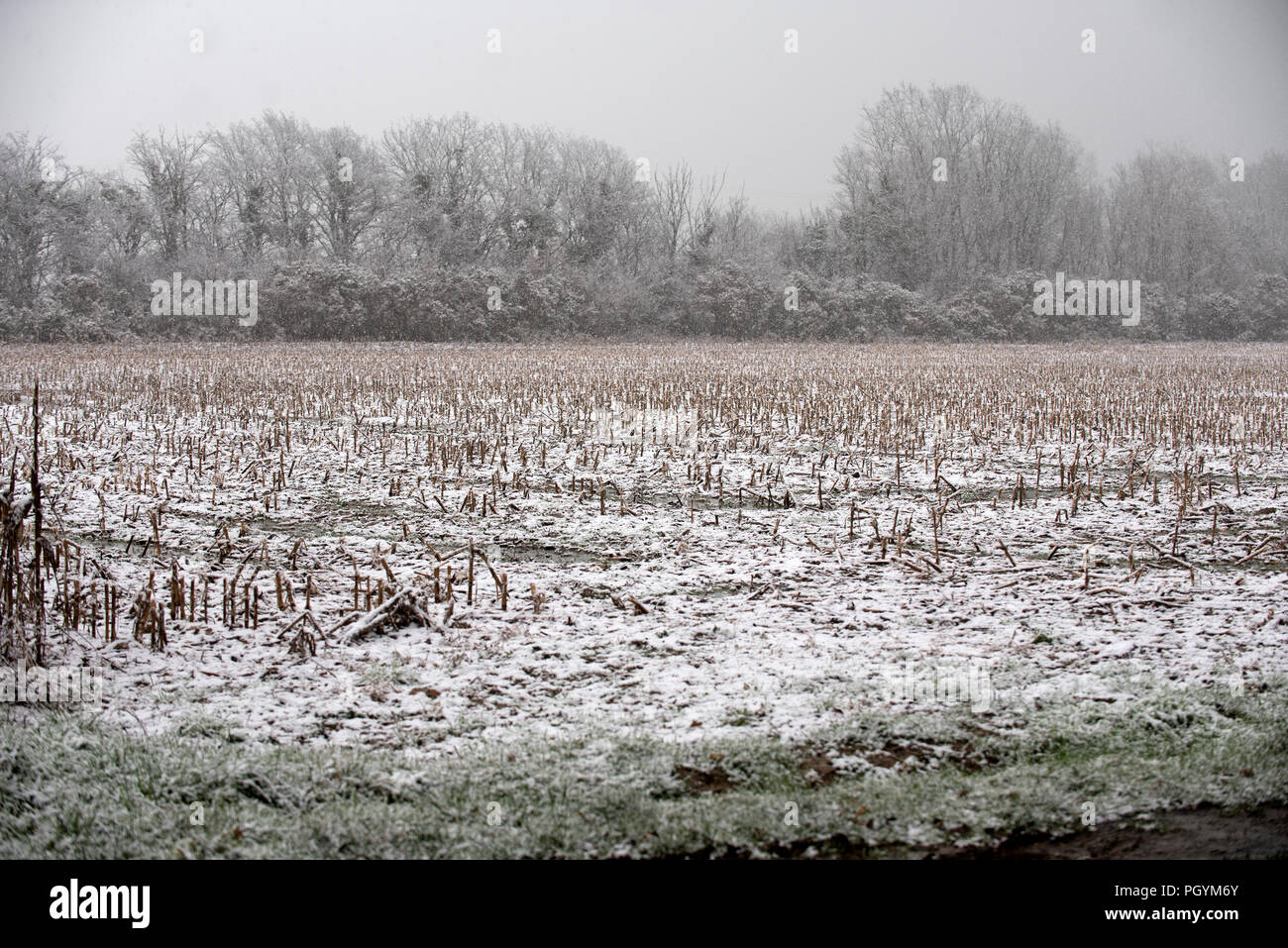Corn field winter hi-res stock photography and images - Alamy