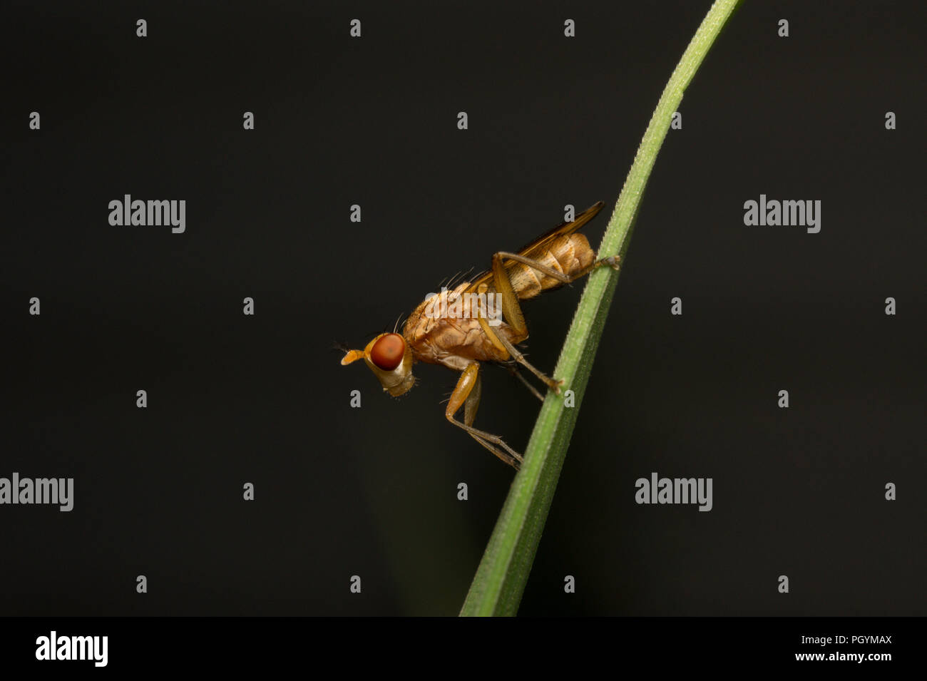Red-eyed fly perching on a green blade of grass, isolated against a black background. Stock Photo