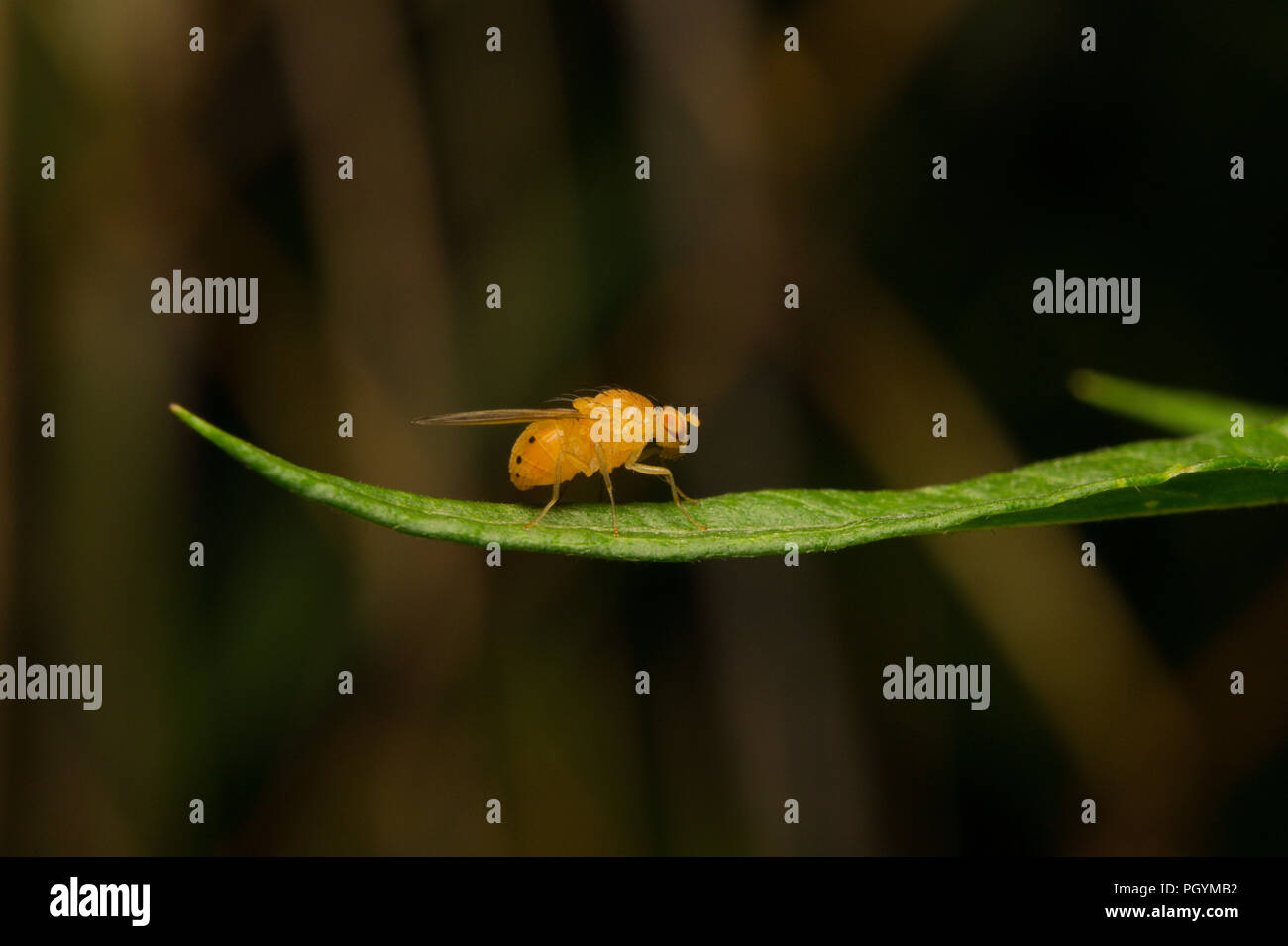 SONOrange fruitfly resting on a juicy green leaf, isolated against a blurry black and brown background. Stock Photo