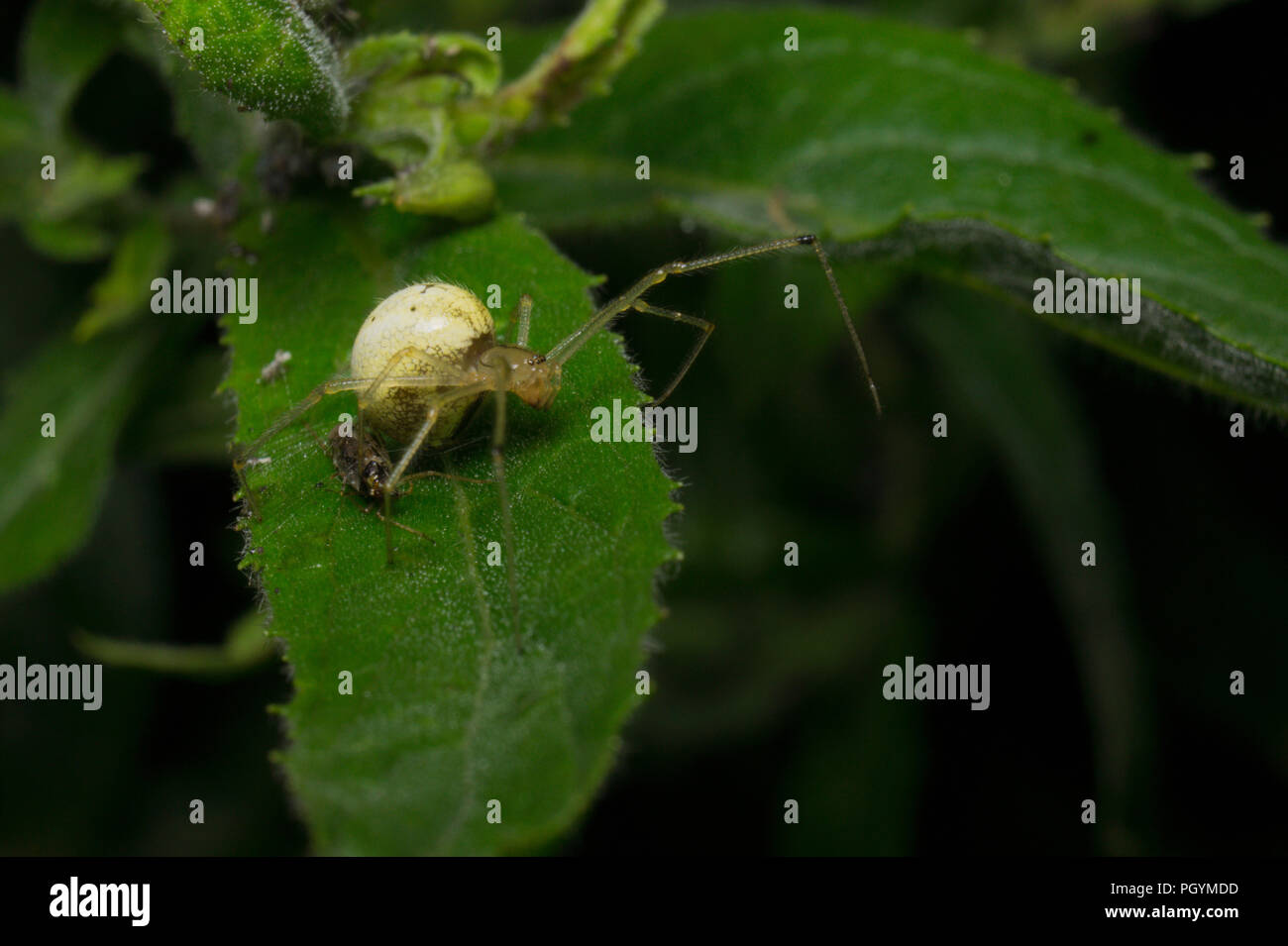 A young white orb-weaving spider guarding her prey - a bug, tied down to a leaf y spider-silk. Detailed image with dark green and black background. Stock Photo