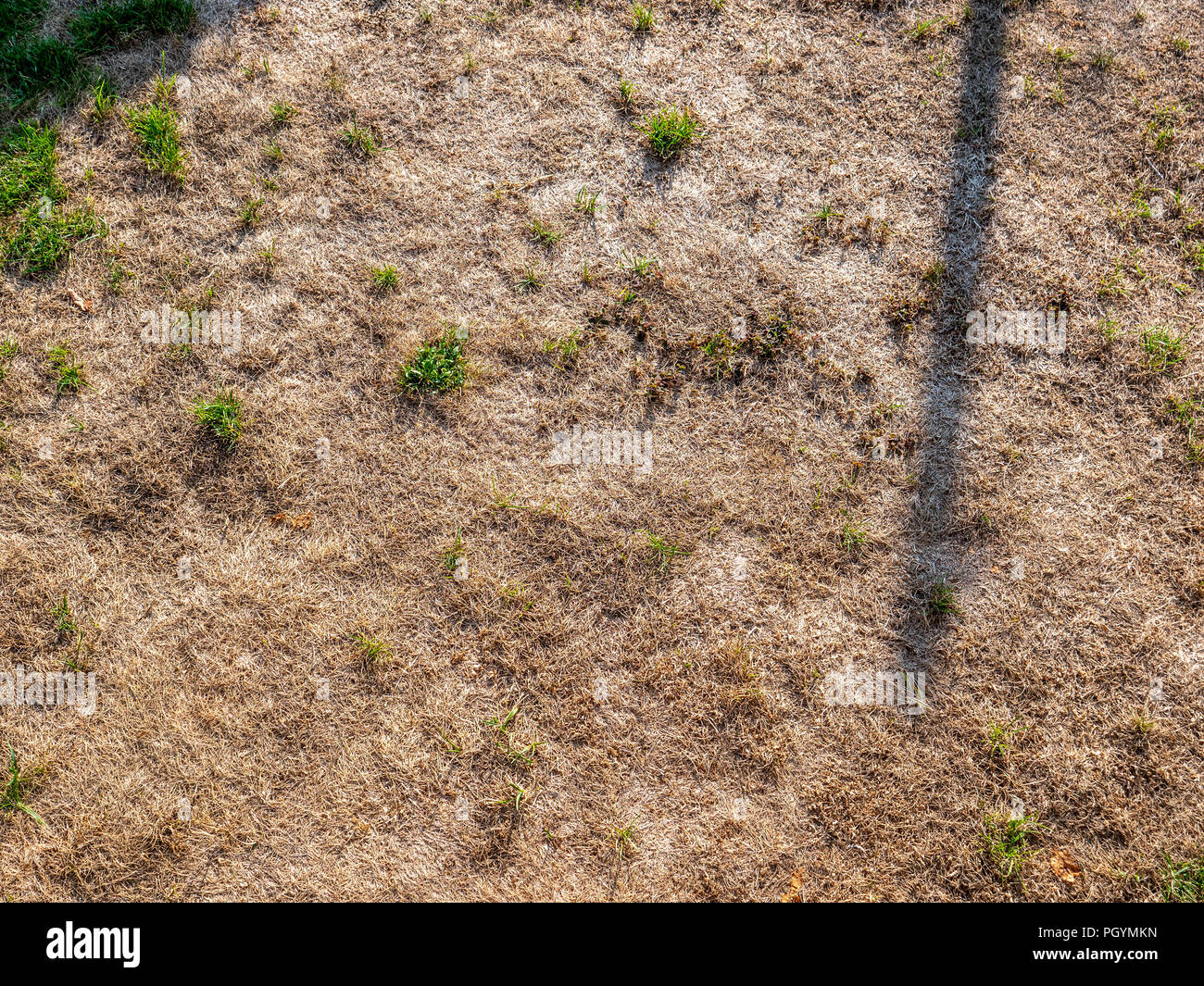 dried out garden grass during summer dryness in switzerland shade Stock  Photo - Alamy