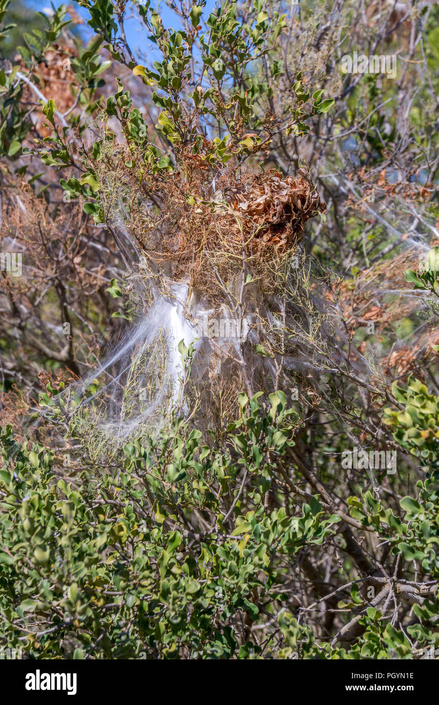Pictures Of Moth Nests