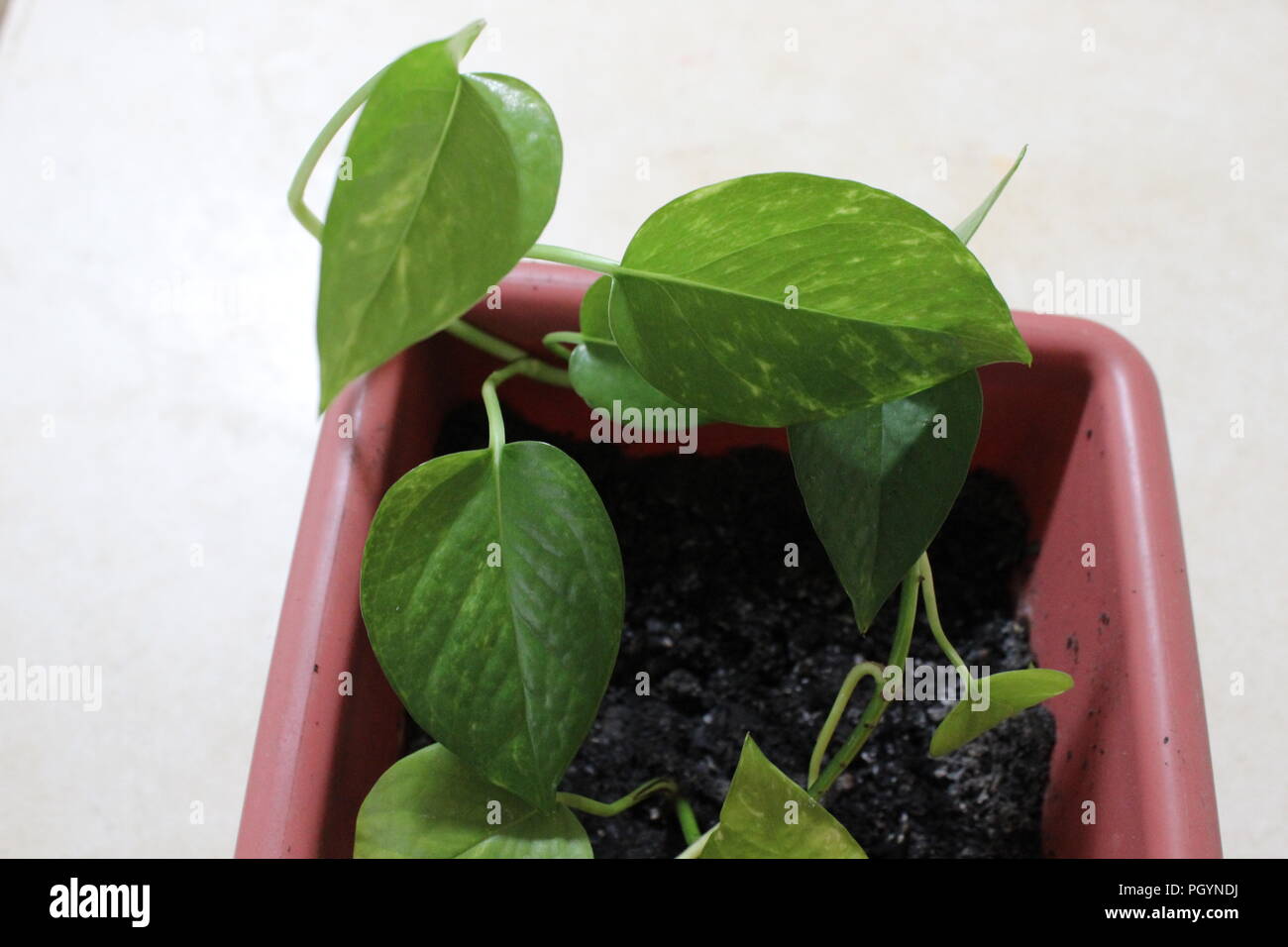 House Plant Stock Photo