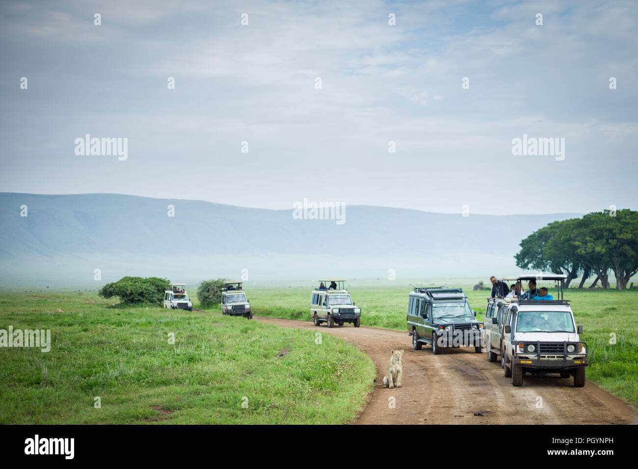 Game drive vehicles line up to view a lioness, Panthera leo, Ngorongoro Crater, Ngorongoro Crater Conservation Area, Arusha Region, Tanzania. Stock Photo