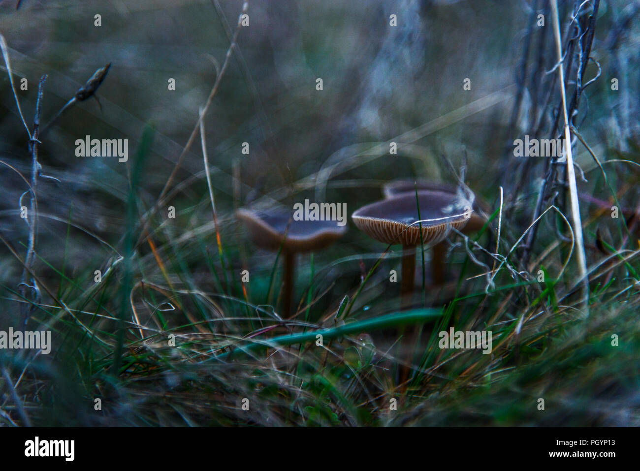 Mushrooms Grey Little In The Grass Closeup Stock Photo