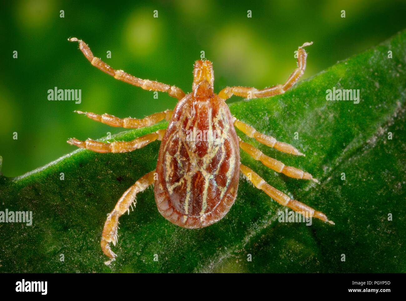 Photograph showing the dorsal view of a brown and cream colored male Gulf Coast tick (Amblyomma maculatum) a vector for several types of Ricketts diseases, and heartwater disease, balancing on the green blade of a plant, image courtesy CDC/Dr Christopher Paddock, 2008. () Stock Photo