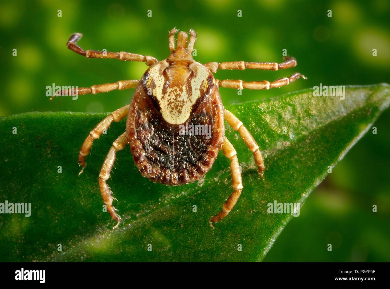 Photograph showing the dorsal view of a brown and cream colored female Cayenne tick (Amblyomma cajennense) an agent of Rocky Mountain spotted fever (RMSF) balancing on the green blade of a plant, image courtesy CDC/Dr Christopher Paddock, 2008. () Stock Photo
