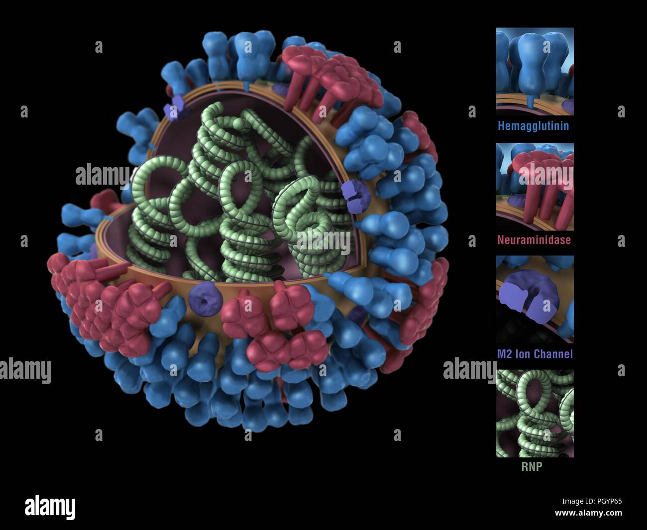 Computer generated 3D model, showing a cross-section of the green RNP spirals, blue hemagglutinin, red neuraminidase, and purple m2 ion channels that constitute the structure of the Influenza A Virus (Orthomyxovirus family) image courtesy CDC/Douglas Jordan, 2009. () Stock Photo