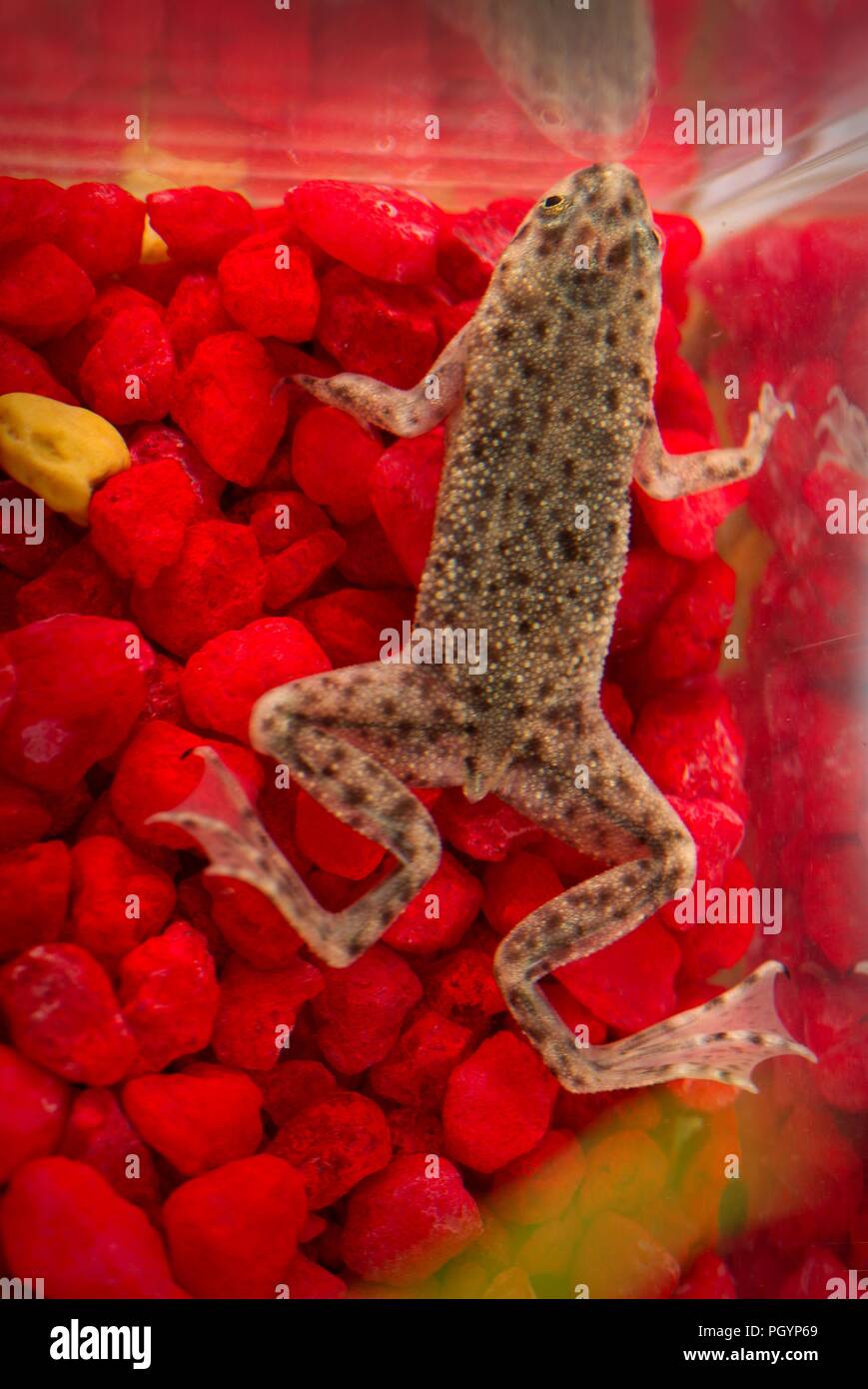 Are recognized as a source of human salmonella infections hires stock photography and images