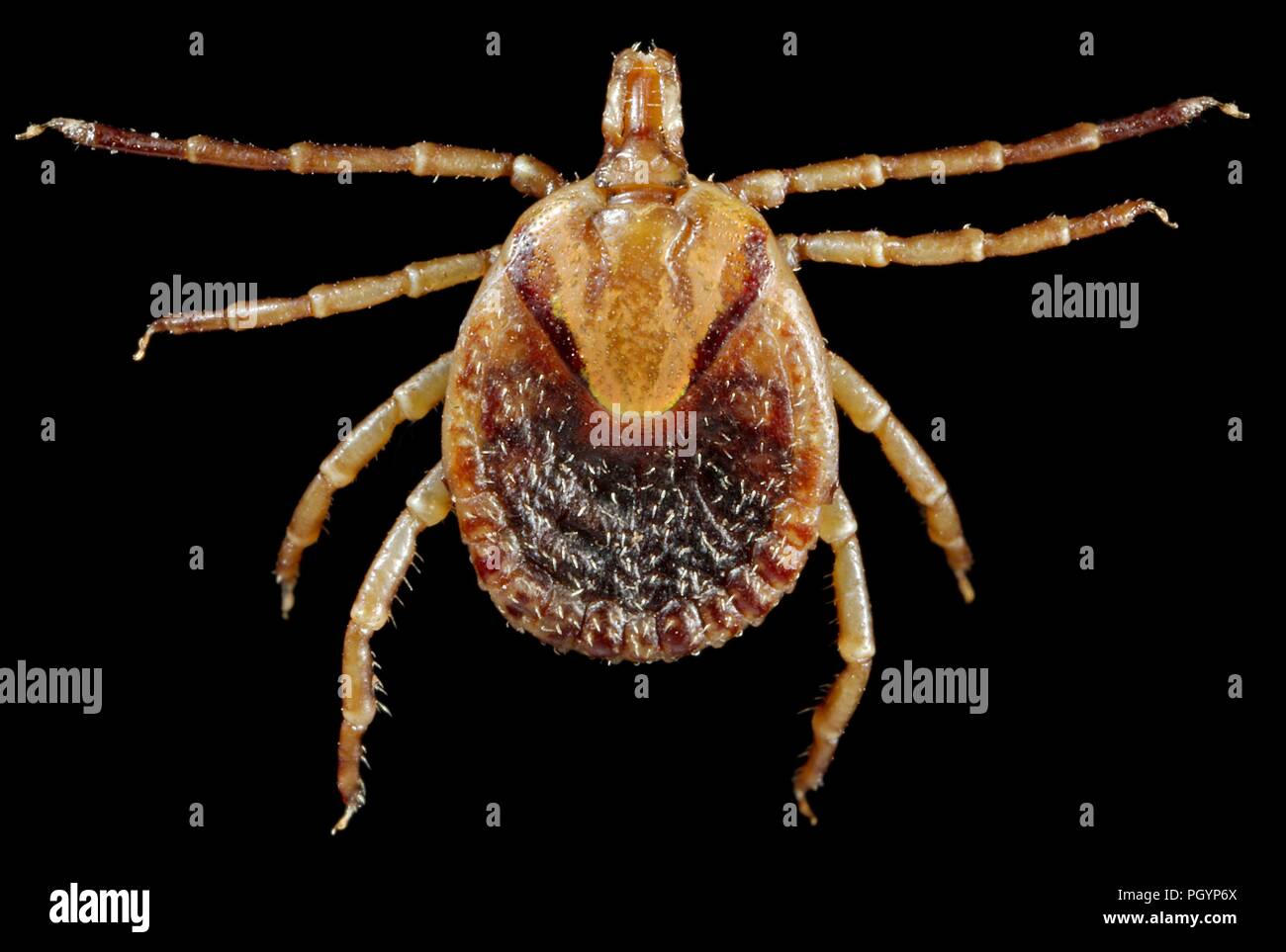 Photograph showing the dorsal view of a brown and cream colored female Cayenne tick (Amblyomma cajennense) an agent of Rocky Mountain spotted fever (RMSF) on a black background, image courtesy CDC/Dr Christopher Paddock, 2008. () Stock Photo