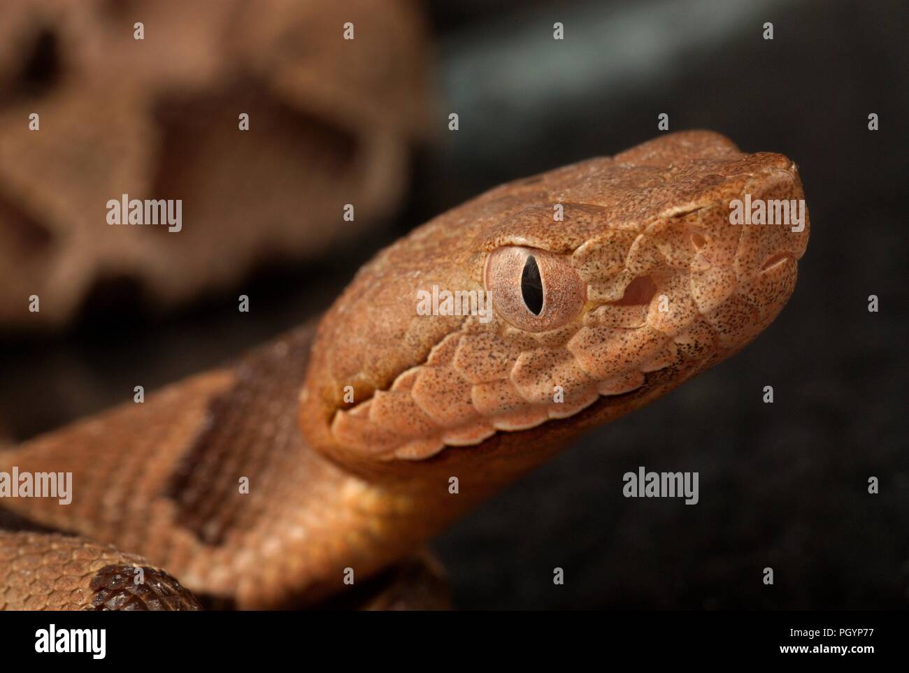 Photograph showing a close-up, profile view of the brown and tan patterned head and eye of a juvenile, venomous, Southern copperhead snake (Agkistrodon contortrix) image courtesy CDC/James Gathany, 2008. () Stock Photo