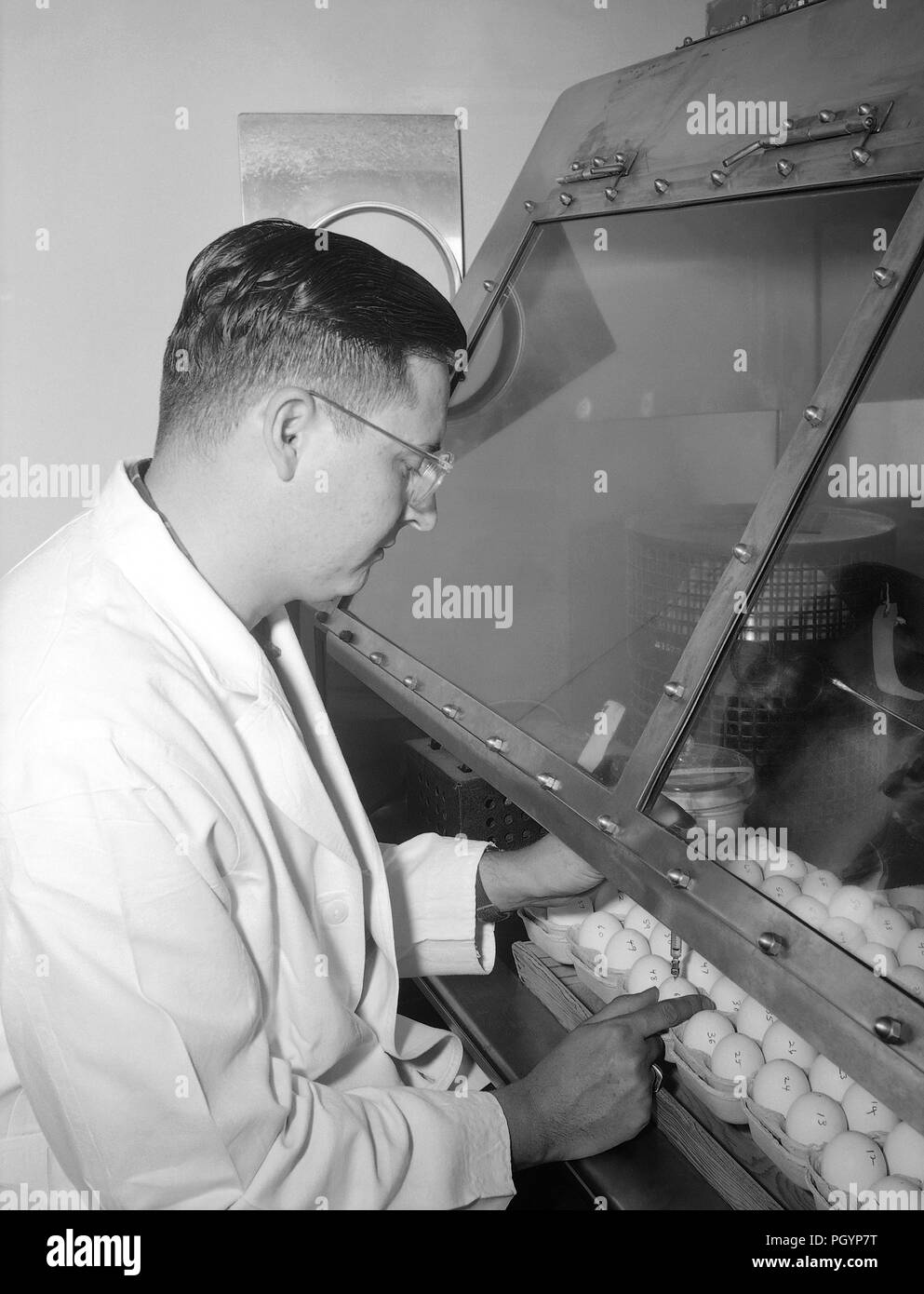 Black and white photograph of Dr Hersey, Capt, USAF, wearing a white coat while inoculating the yolk sacs of embryonated chicken eggs during a Ricketts infectivity study, image courtesy CDC, 1980. () Stock Photo