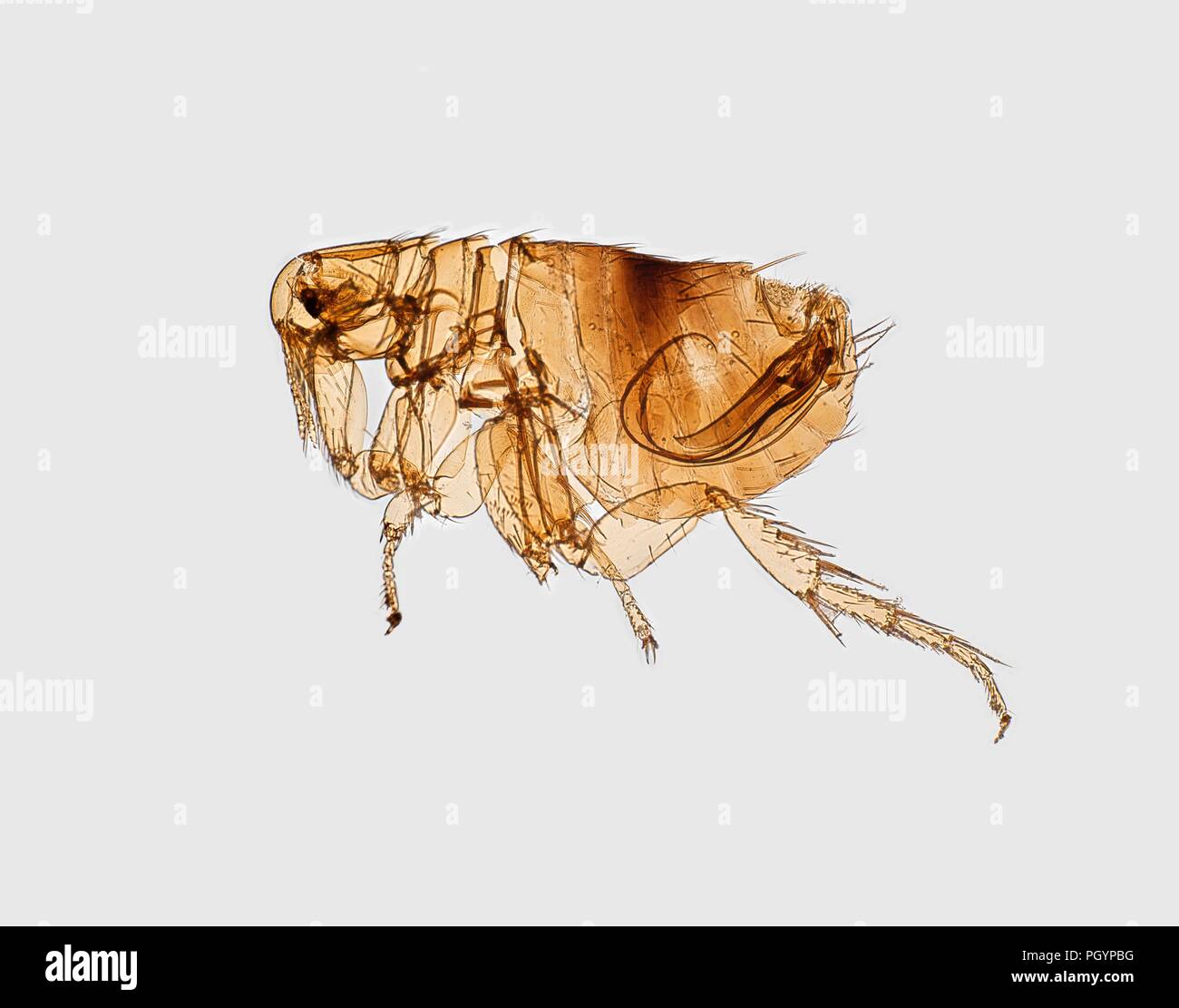 Morphological characteristic of a flea depicted in the digitally-colorized scanning electron microscopic (SEM) image, 2017. Image courtesy Centers for Disease Control (CDC) / Ken Gage. () Stock Photo