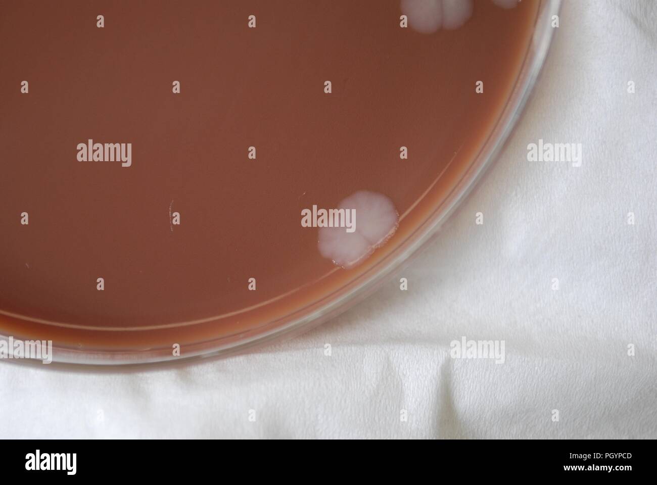 Colonial morphology of Gram-negative Burkholderia mallei bacteria grown 72 hours on a medium of chocolate agar, 2010. Image courtesy Centers for Disease Control (CDC) / Dr Todd Parker, Audra Marsh. () Stock Photo